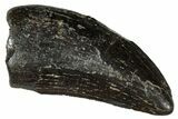 Serrated Tyrannosaur Tooth - Two Medicine Formation #303589-1